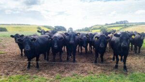 アバディーンアンガス｜カクテルレシピ・作り方・特徴・由来｜ウイスキー + ドランブイ + ハチミツ + レモンジュース