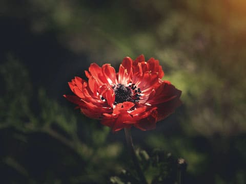 アネモネの花