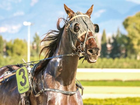 ブリンカーを付けた競走馬