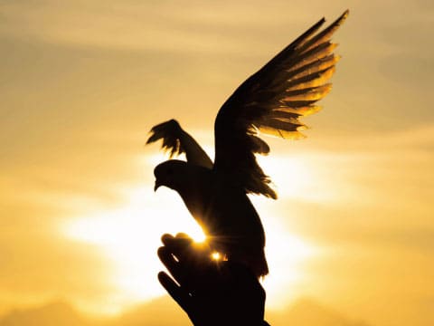 夕日を背に羽ばたく鳩