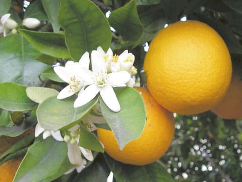 木に実ったオレンジ