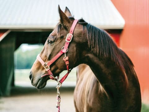 馬の首・ホーゼスネック