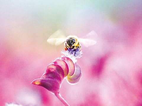 桃色の花に近寄る蜂